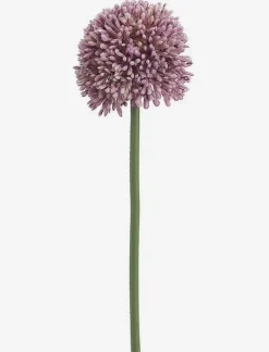 Allium Stem