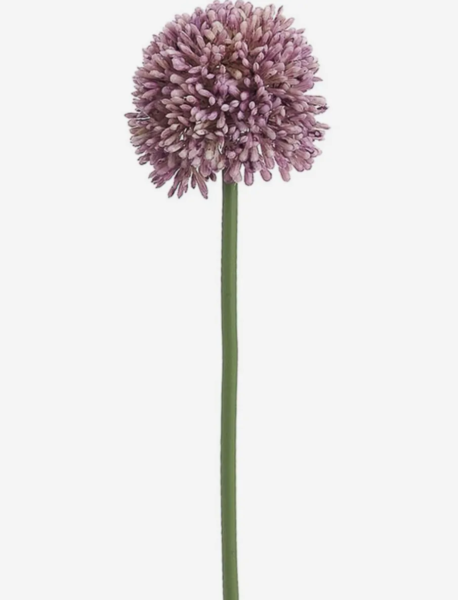 Allium Stem