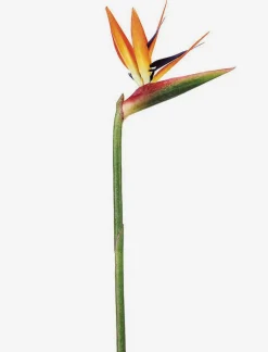 Bird of Paradise Stem