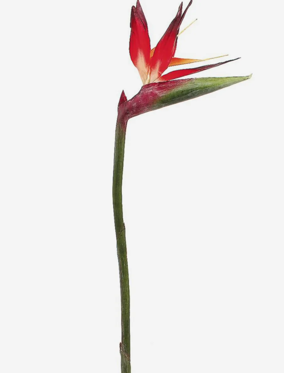 Bird of Paradise Stem