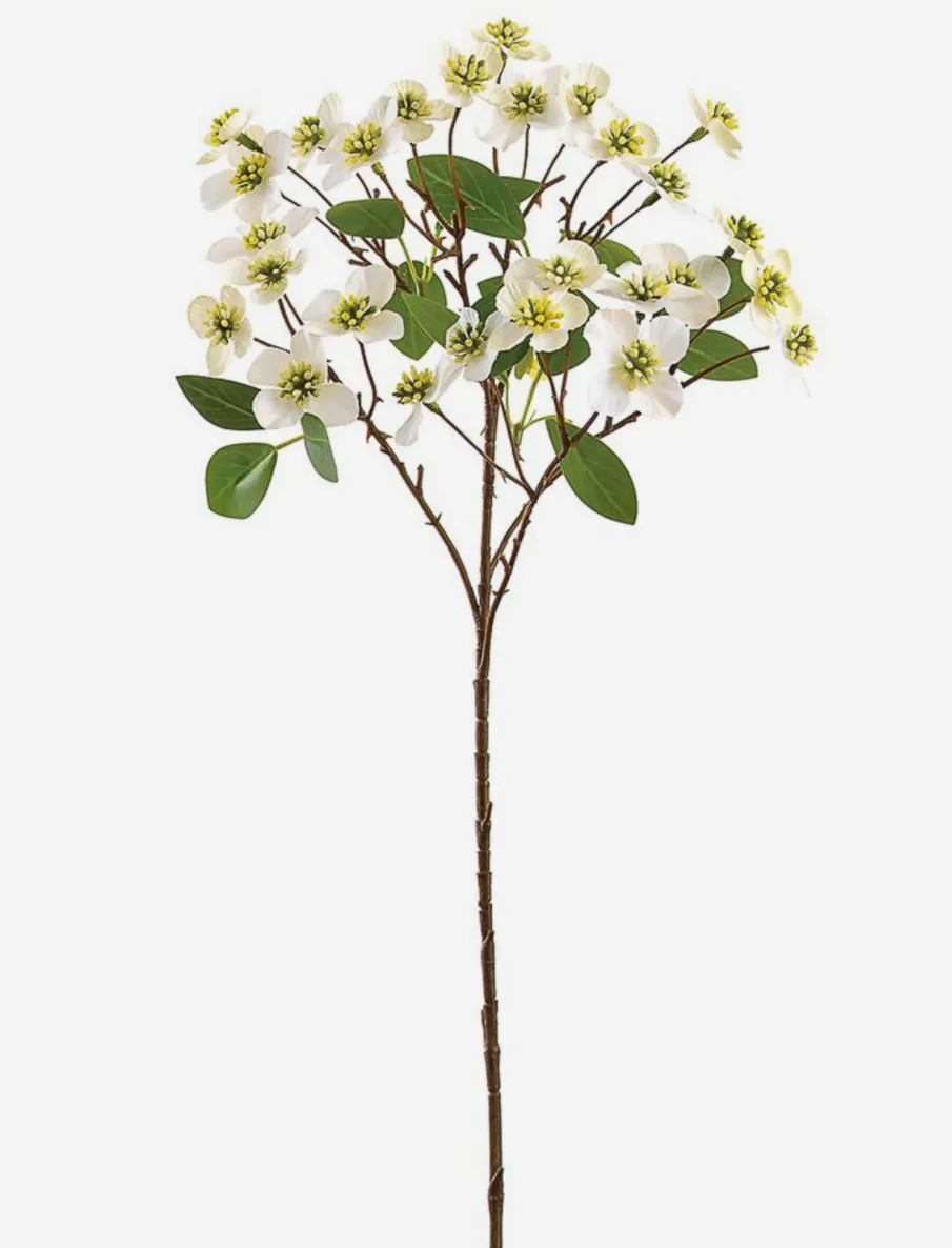 Dogwood Stem