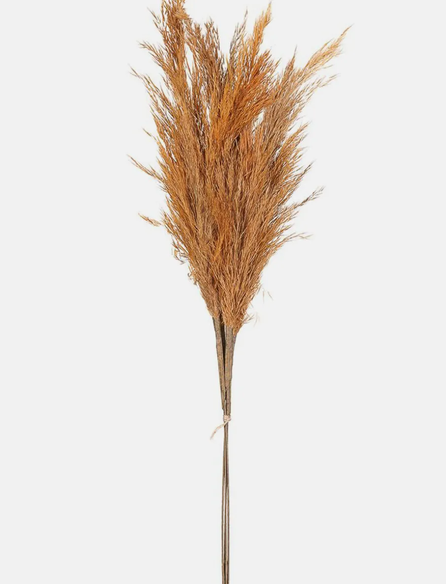 Dried Pampas Grass Stem