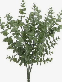 Eucalyptus Stem