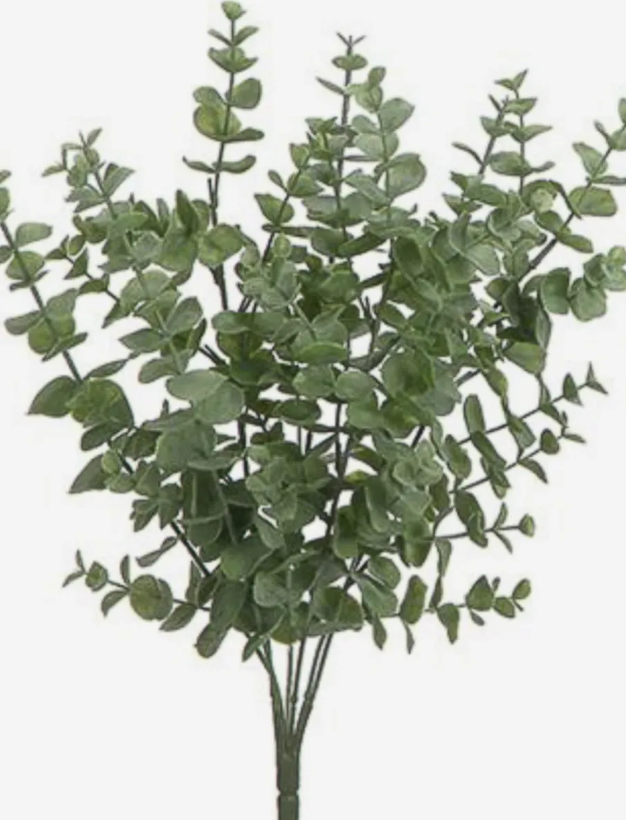 Eucalyptus Stem