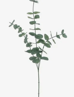 Eucalyptus Stem