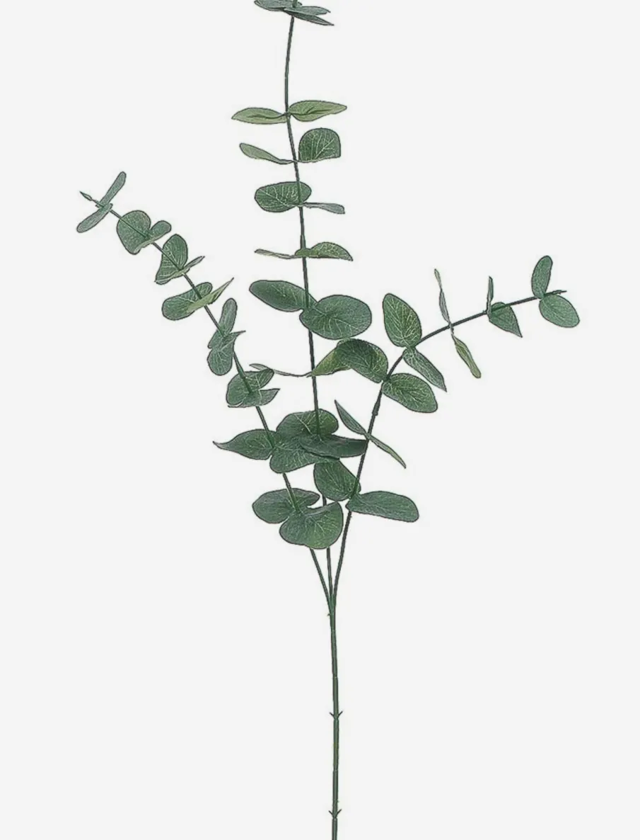 Eucalyptus Stem
