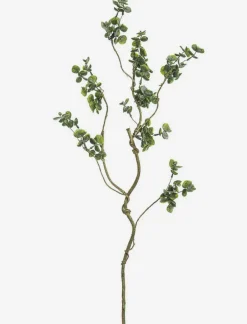 Eucalyptus Stem