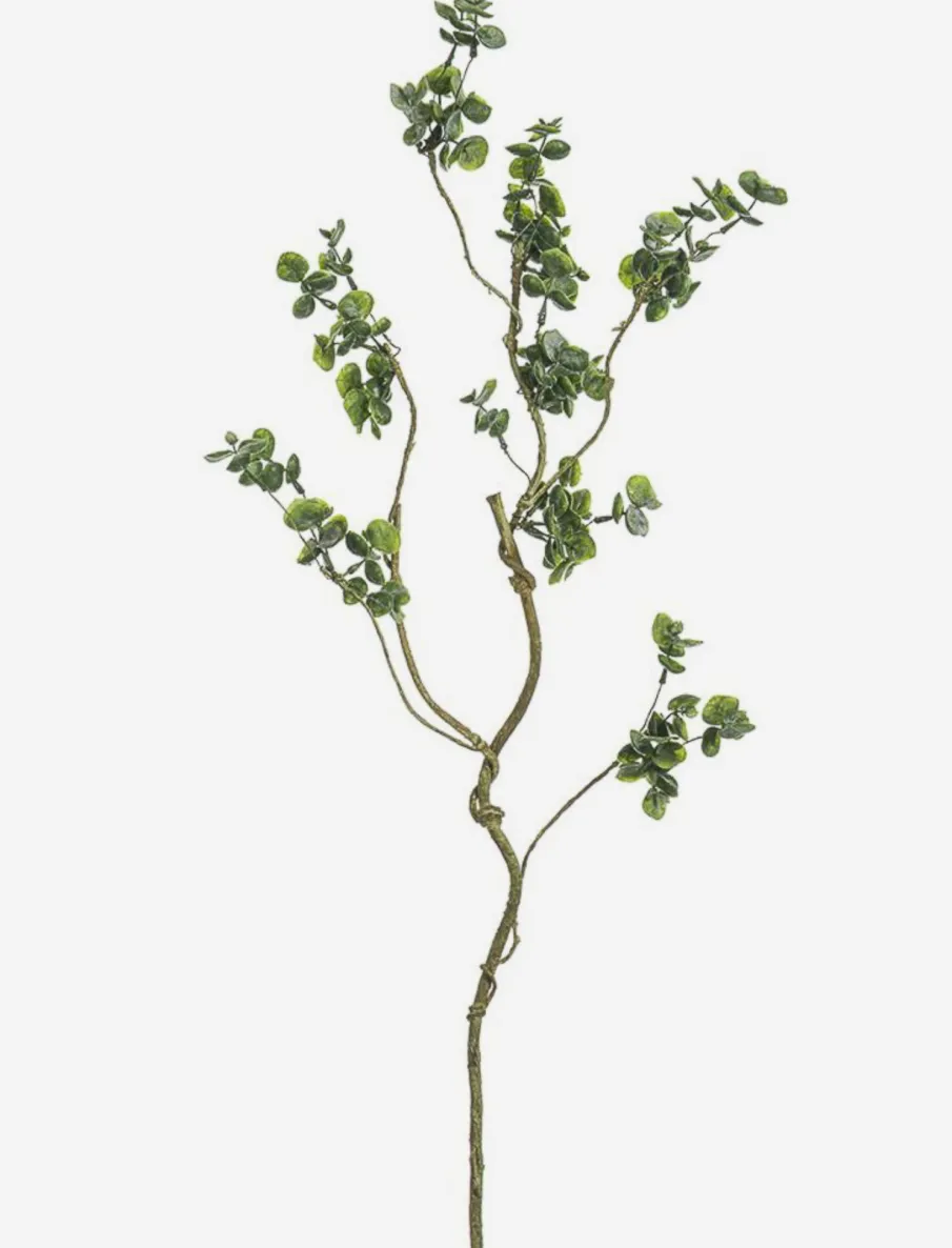 Eucalyptus Stem