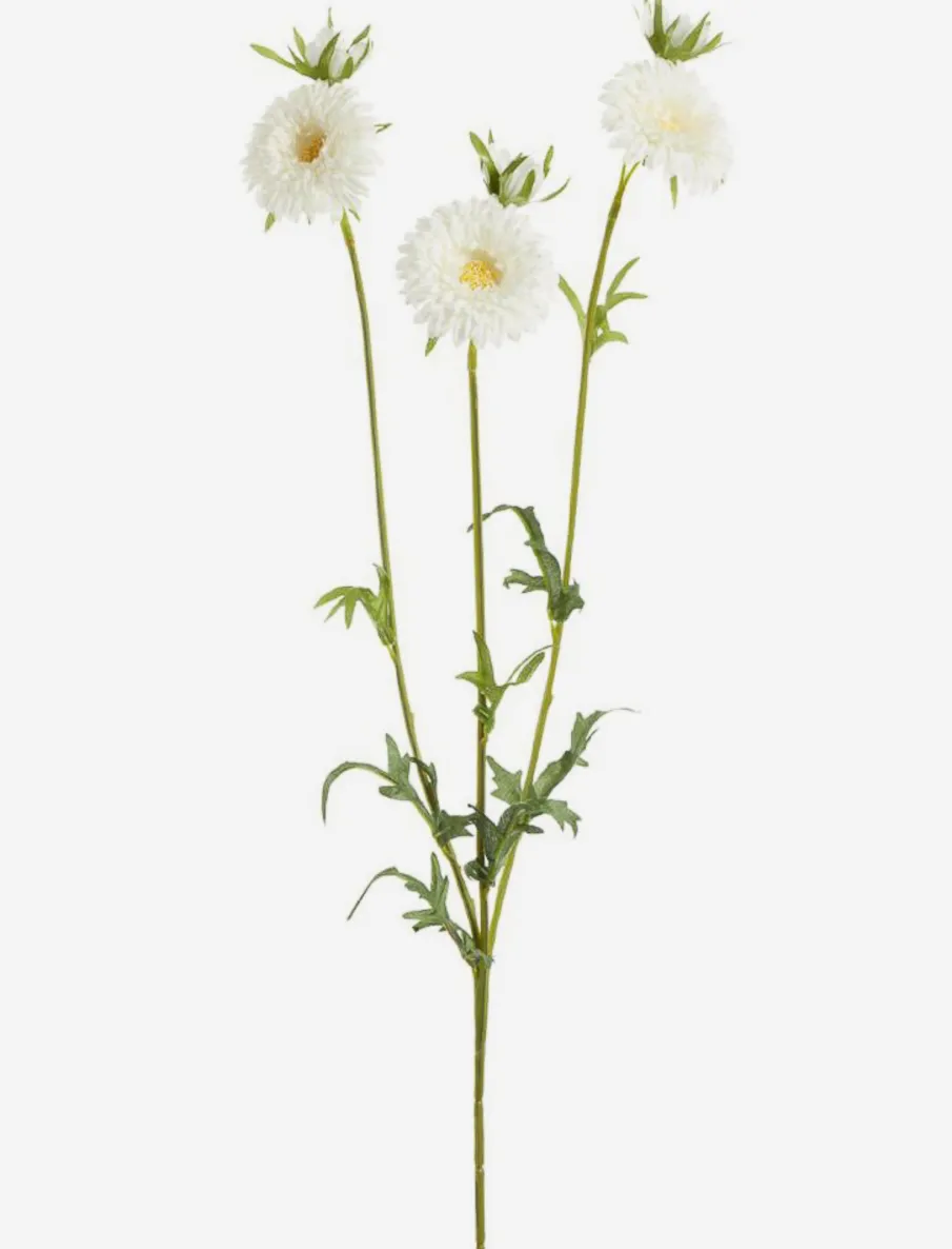 Gerbera Stem