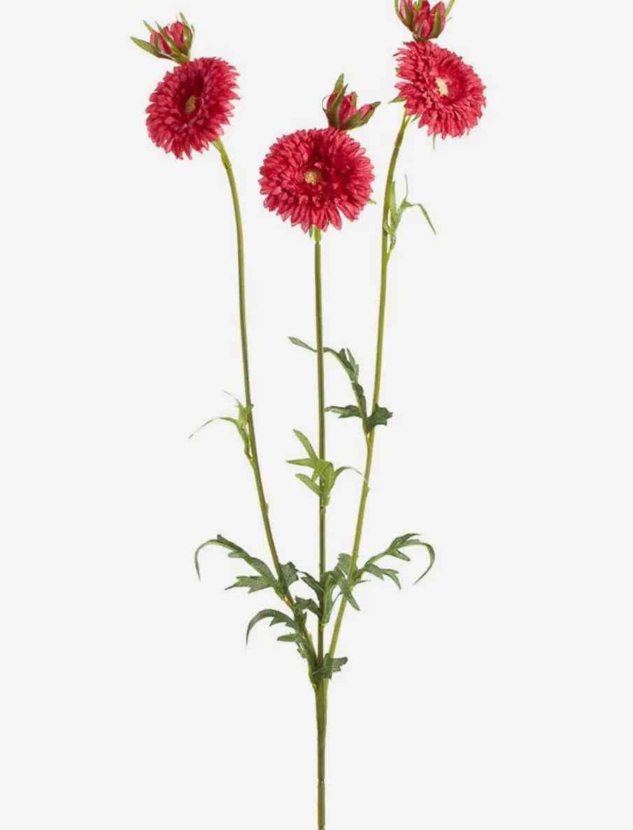 Gerbera Stem