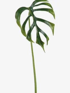 Monstera Stem