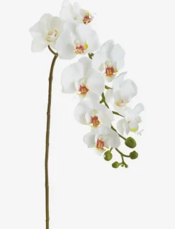Phalaenopsis Orchid Stem