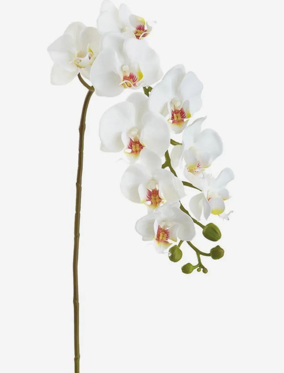 Phalaenopsis Orchid Stem