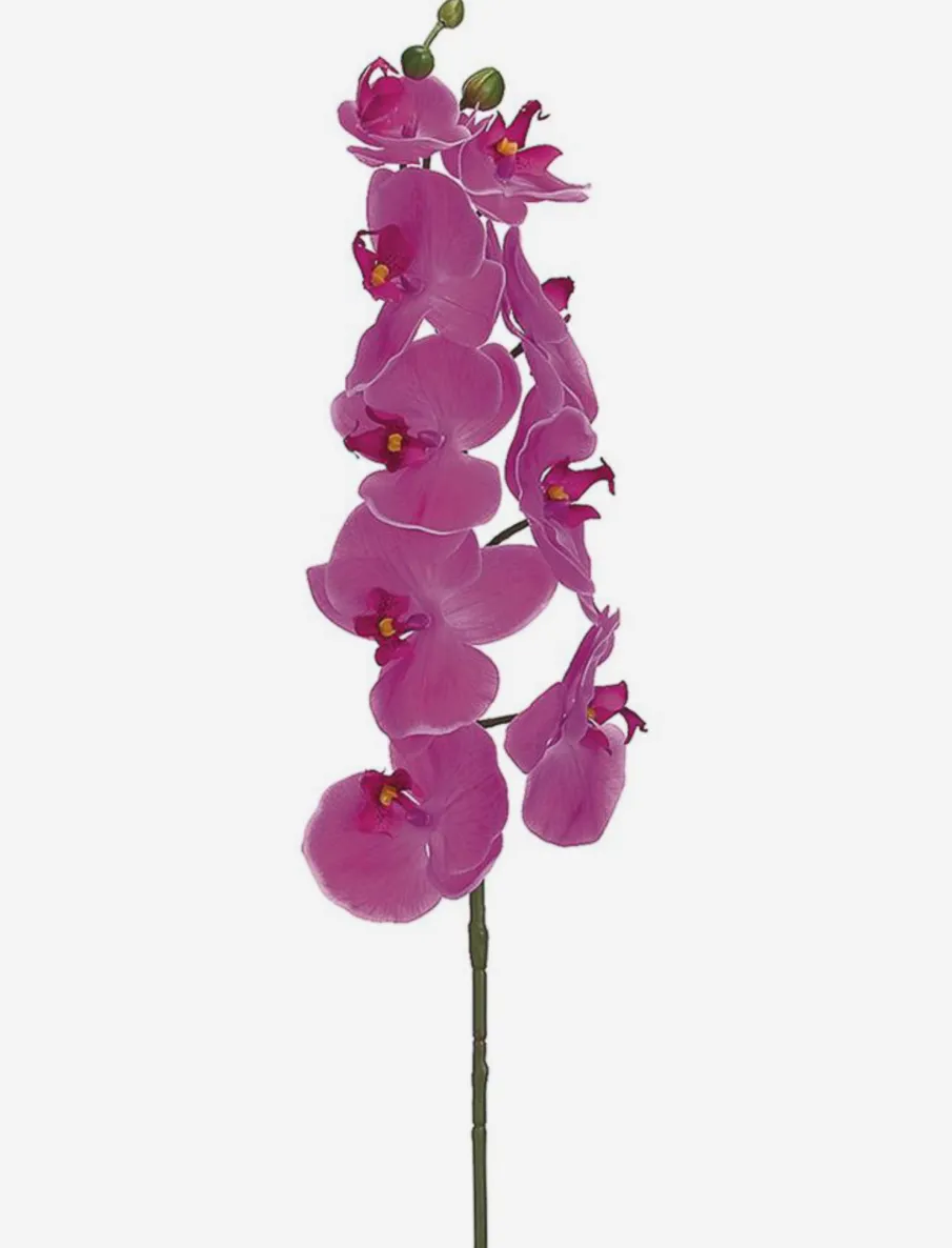 Phalaenopsis Orchid Stem