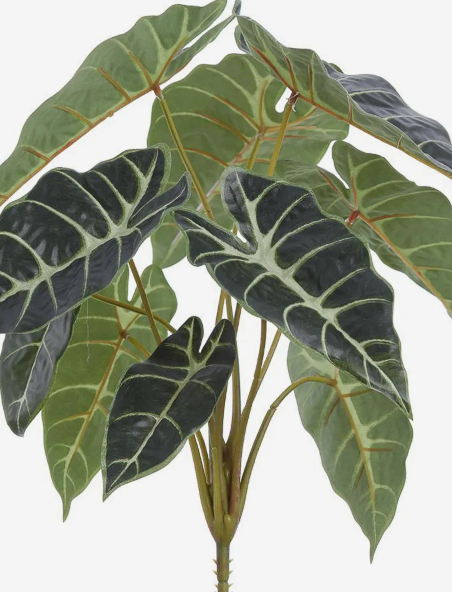 Philodendron Stem