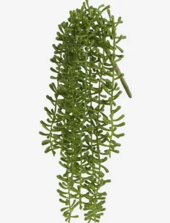 Sedum Stem