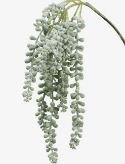Sedum Stem