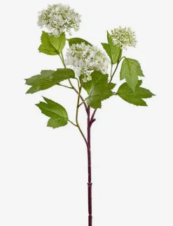 Snowdrop Stem
